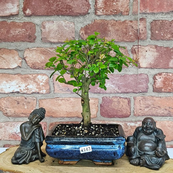 Yorkshire Bonsai Bird Plum (Sageretia) Bonsai Tree | Broom | In 15cm Pot