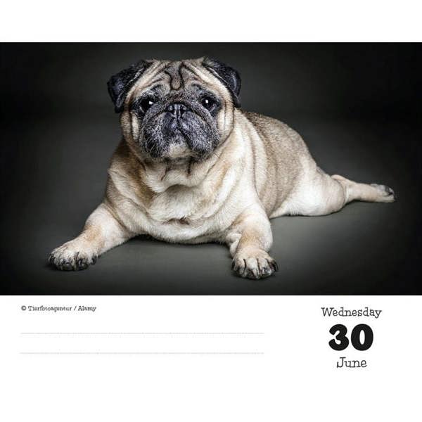 Pugs Desk Calendar 2027, Desk Calendars, Day To View, Dogs, Gift