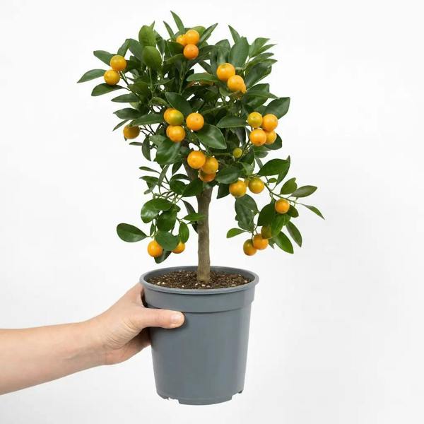 3.4L Calamondin Tree in Decorative Pot Plants By Post
