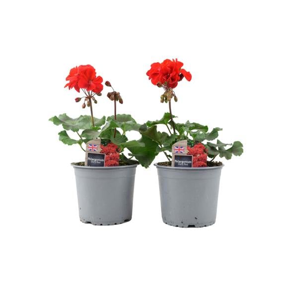Zonal Geranium Upright Mixed Colours – Set of 2 x 1L Potted Plants Plants By Post