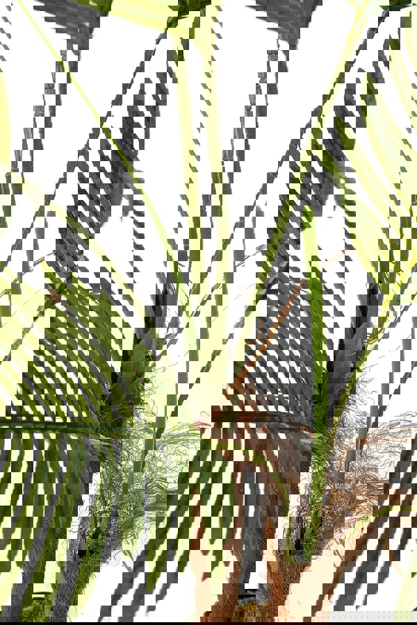 Living and Home 90cm Artificial Palm Tree Potted for Garden, Office & Home Decor