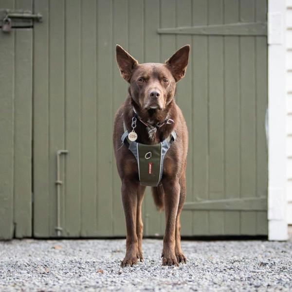 EzyDog X-Link Dog Harness in Green