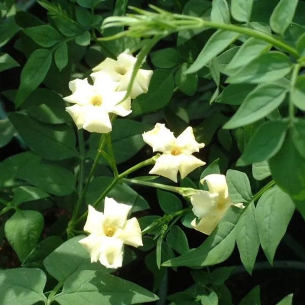 Jasminum officinale Clotted Cream 3L Pot