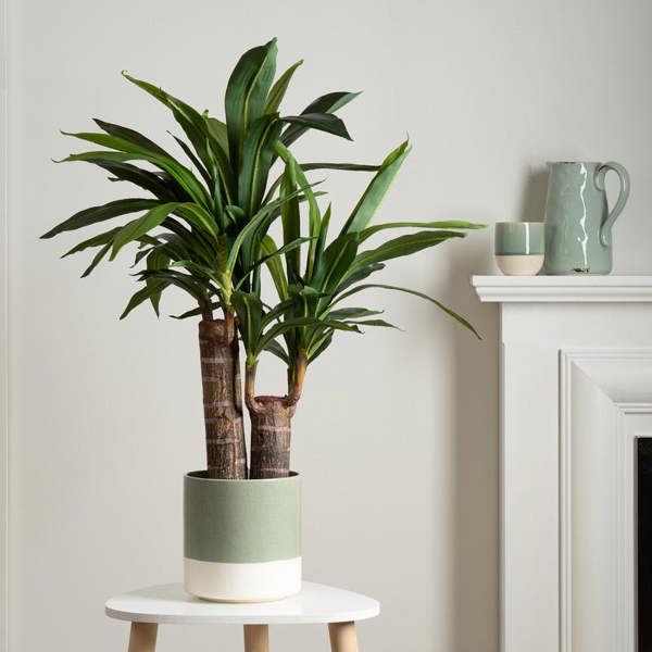 Scottish Everlastings 80Cm Double Stem Yucca