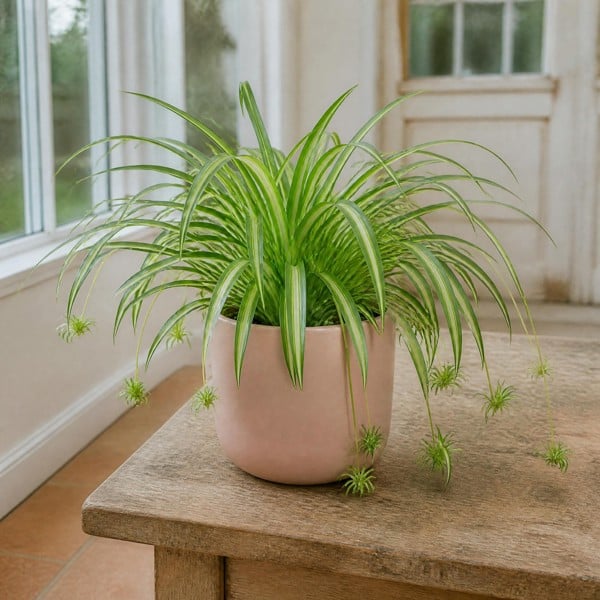Chlorophytum Spider Plant 12cm - Air Purifying Plant - 1 - Matt Pink Ceramic Pot