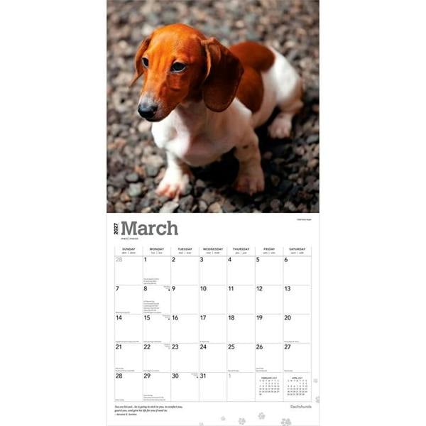 Dachshunds Calendar 2027, Wall Calendars, Month To View, Dogs, Gift