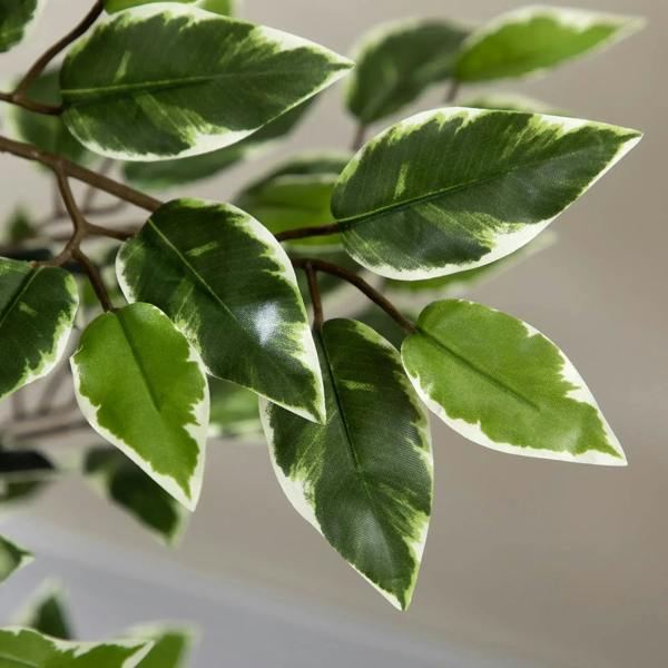 Artificial ficus leaves with green and cream variegation on brown stems
