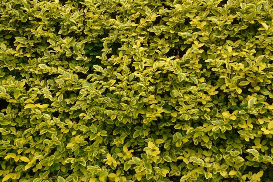 Direct Plants 10x Large Golden Privet Ligustrum Aureum Hedging Trees in 2/3 Litre Pots By Direct Plants