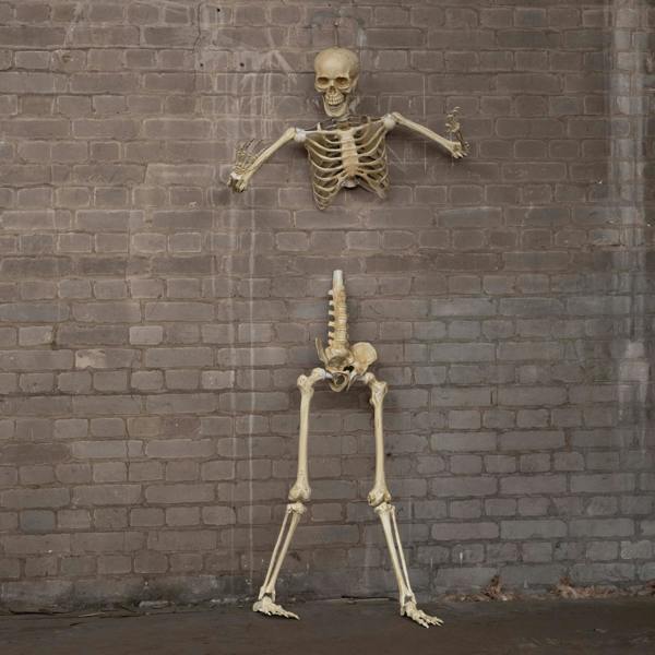 Samuel Alexander 5ft (1.52m) Posable Full Body Halloween Skeleton Decoration with Movable Joints