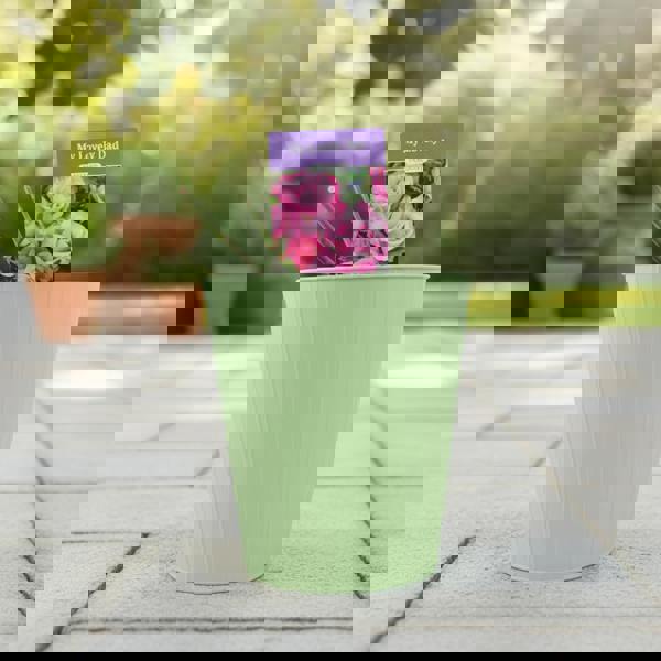 Wedding Bells Rose - Plants By Post