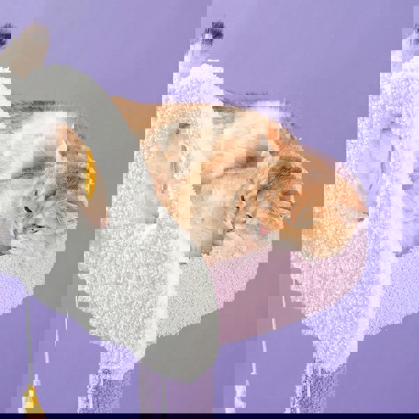 Díaz Cat Climber, Cat Tree, Coral Fleece, Purple-Weilai Concept-Weilai Concept