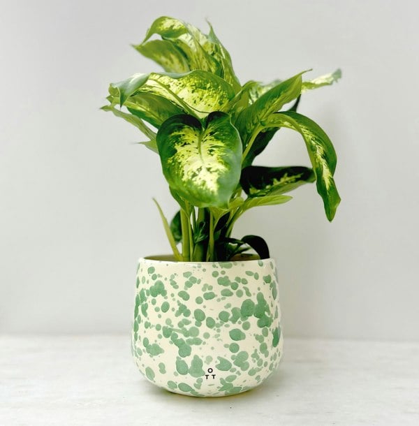 Hot Pottery Indoor Planter Pistachio