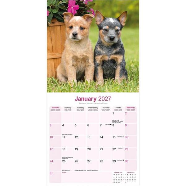 Australian Cattle Dog Calendar 2027, Wall Calendars, Month To View, Dogs, Gift