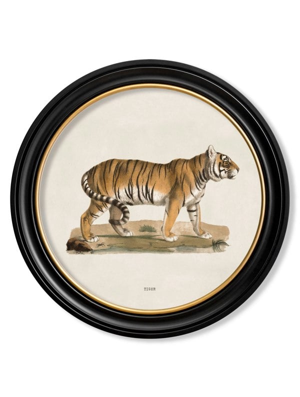 Exceptional Art c.1824 Tiger - Round Frame