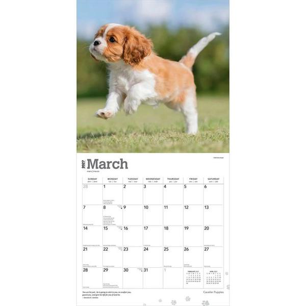 Cavalier King Charles Spaniel Puppies Calendar 2027, Wall Calendars, Month To View, Dogs, Gift