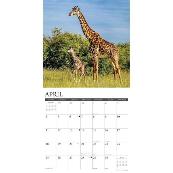 Giraffes Calendar 2027, Wall Calendars, Month To View, Animals, Gift