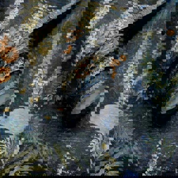 Midnight Flight of The Cranes Wallpaper