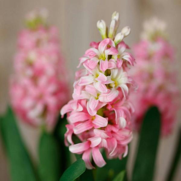 Wyld Haus Set of 3 Artificial Flowers Pink Hyacinth Stems