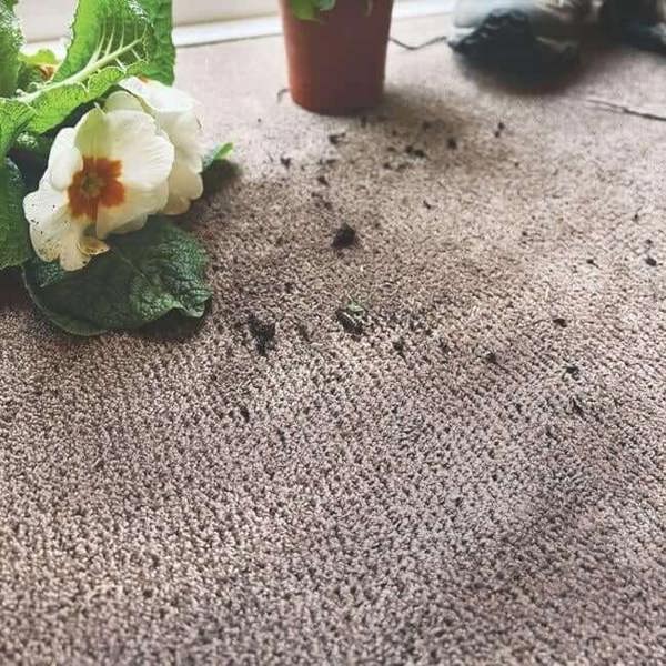 The Rugs Washable Soft Pet Mat & Runner: Eco-Friendly Floors
