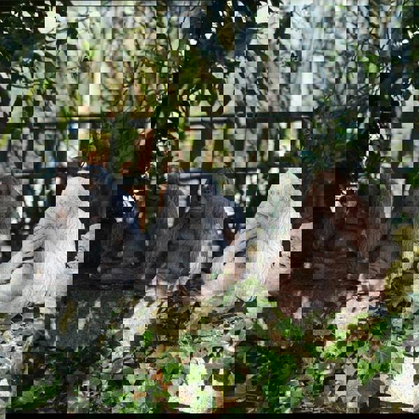 Set of 3 wise monkeys Garden figurines