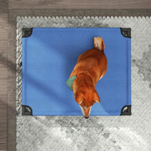 Blue elevated pet bed with black frame and corner straps, dog curled on top