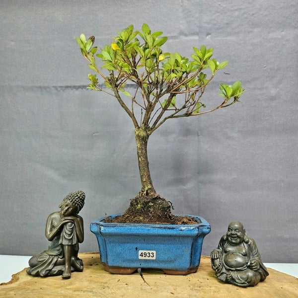 Yorkshire Bonsai Azalea (Rhododendron) Bonsai Tree | Broom | In 15cm Pot