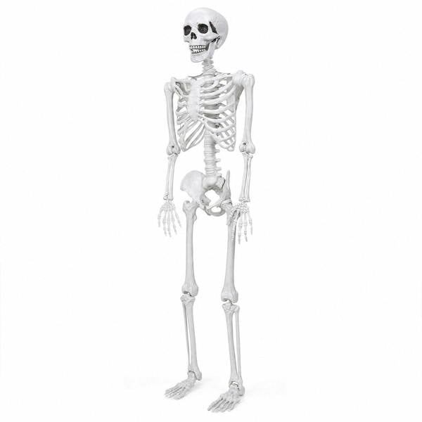 Yezi Halloween Skeleton Life Size 185cm Posable Joints Haunted House Patio White