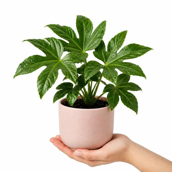 Fatsia Paper Plant 12cm Pot - Air Purifying Plant Plants By Post