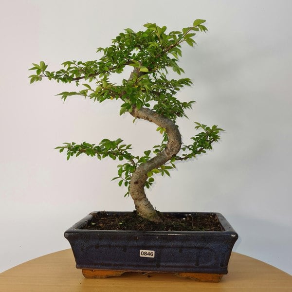 Chinese Elm (Ulmus Parvifolia) Bonsai Tree | Shaped | In 25cm Pot