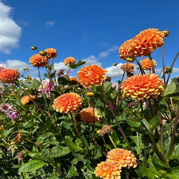 zinnia whirlygig mix