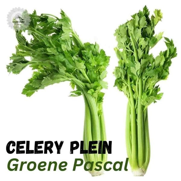 Celery Plein Seeds Blanc Pascal Groene Pascal