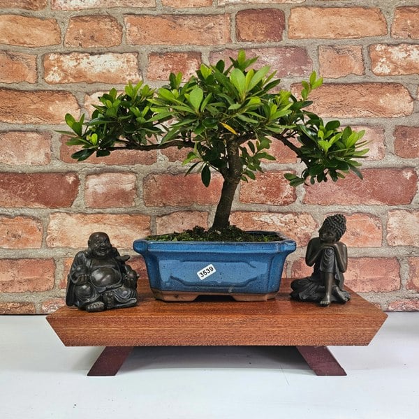 Yorkshire Bonsai Azalea (Rhododendron) Bonsai Tree | Shaped | In 15cm Pot