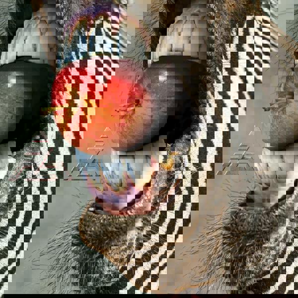 A-Z 'A-Z' CD Digipack