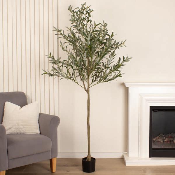 Scottish Everlastings 190cm Olive Tree