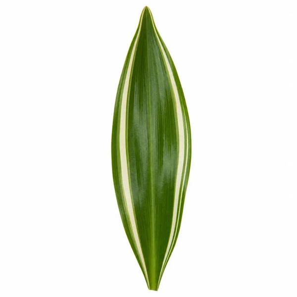 Dracaena White Jewel Dragon Tree 17cm Pot – Easy Care Indoor Houseplant
