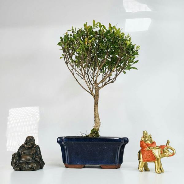 Yorkshire Bonsai Brush Cherry (Syzygium) Bonsai Tree | Broom | In 15cm Pot