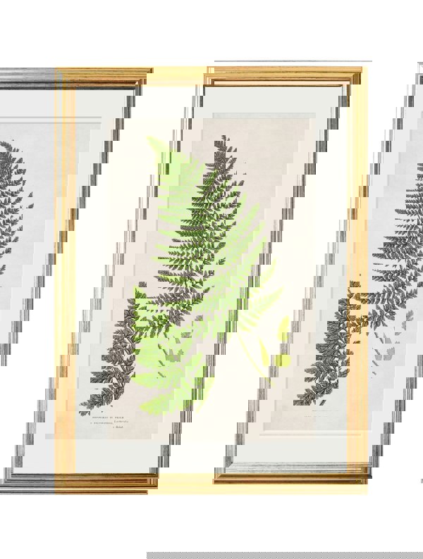 Exceptional Art Collection of 6 Ferns