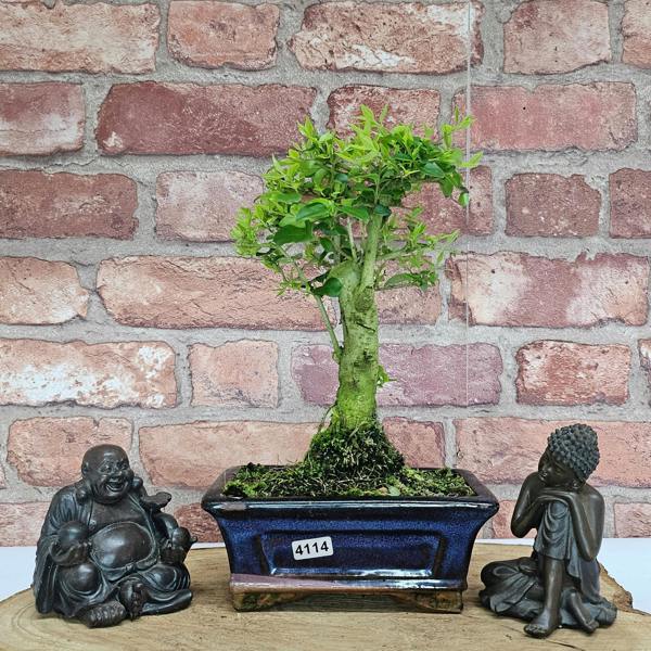 Yorkshire Bonsai Chinese Privet (Ligustrum Sinense) Bonsai Tree | Broom | In 15cm Pot