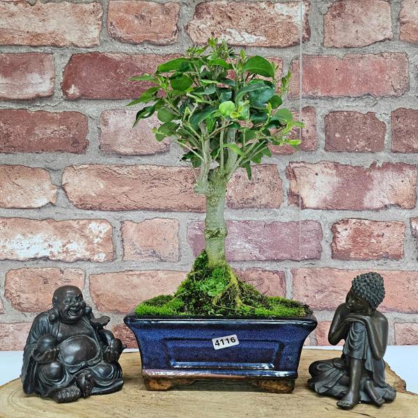 Yorkshire Bonsai Chinese Privet (Ligustrum Sinense) Bonsai Tree | Broom | In 15cm Pot