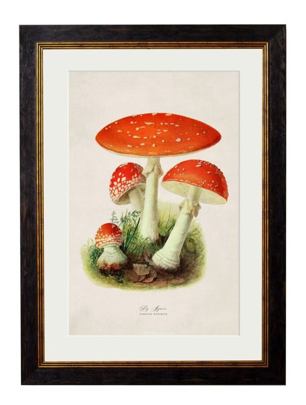 Exceptional Art c.1913 Fly Agaric
