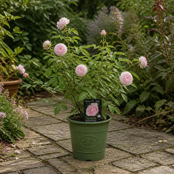 3L Happy Silver Wedding Light Pink Rose Bush - Beautiful Flowering Plant Gift