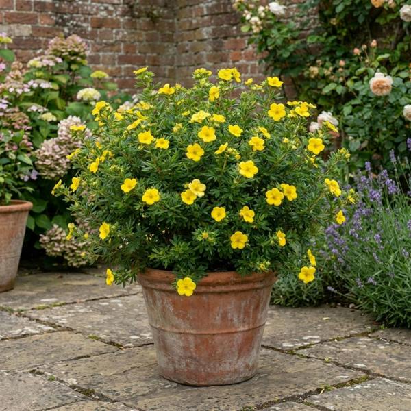 Potentilla Goldfinger - 2L Pot The Rose Press Garden