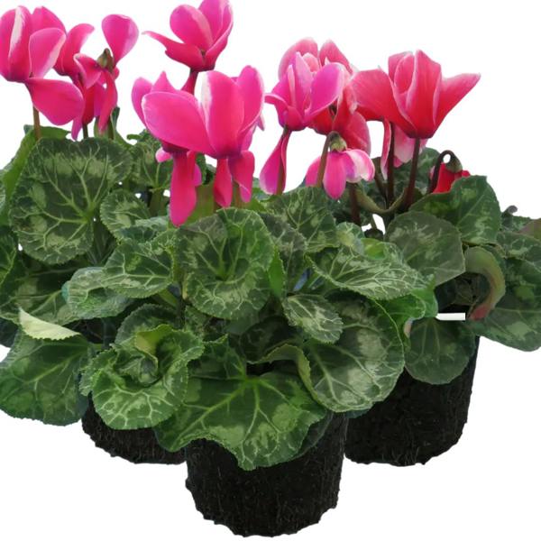 Large Cyclamen Bicolour Flame 1Ltr Pot Pack of 3 & 6 Flowering Plants Plants By Post