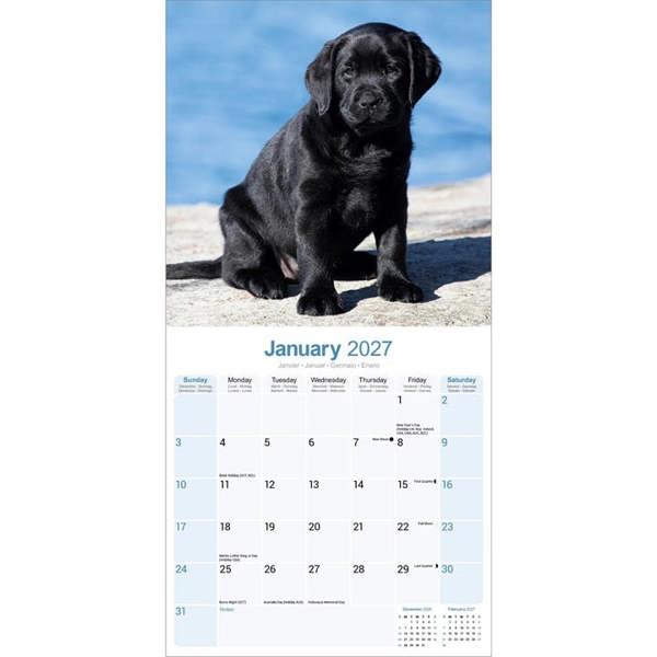 Black Labrador Retriever Puppies Calendar 2027, Wall Calendars, Month To View, Dogs, Gift
