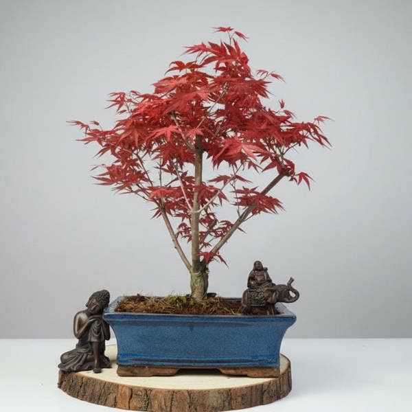 Japanese Maple (Acer) Bonsai Tree | Deshojo Informal Upright | In 25cm Pot - Yorkshire Bonsai