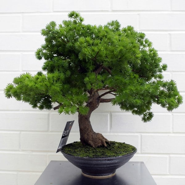 Leaf 50cm Artificial Luxury Pine Bonsai Tree