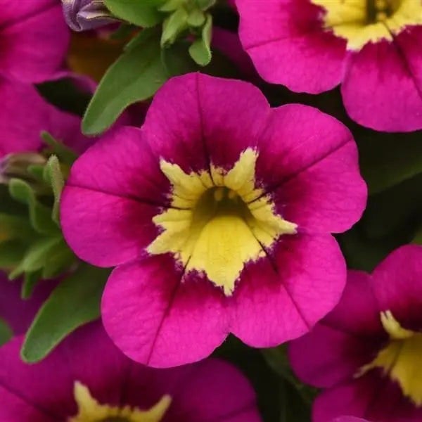 Calibrachoa Bumble Bee Hot Pink 9cm In Recyclable Pots x 3 Plants