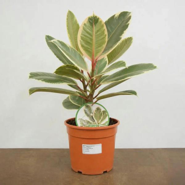 Ficus Tineke Rubber Plant 21cm Pot – Large Indoor Houseplant