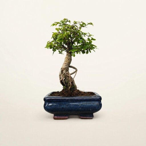 Yorkshire Bonsai Chinese Elm (Ulmus Parvifolia) Bonsai Tree | Exposed Root Broom | In 15cm Pot