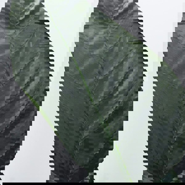 180cm Artificial Potted Bird of Paradise Palm Tree Living and Home